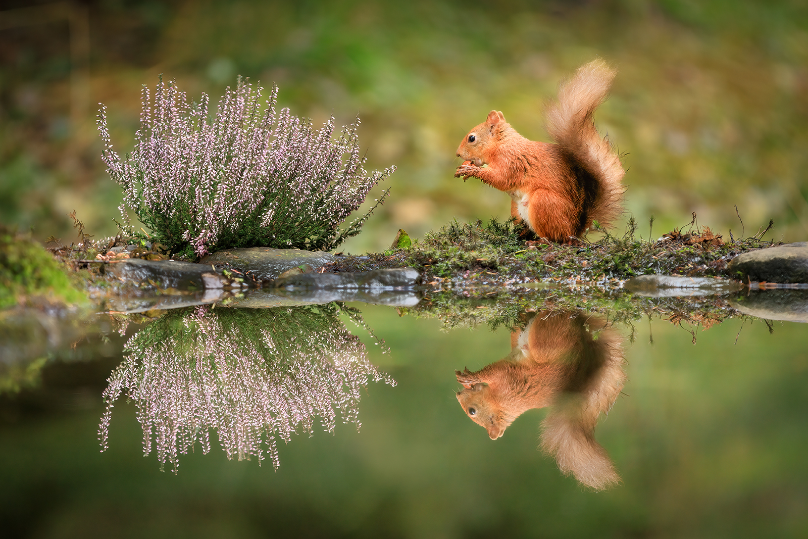 RED SQUIRREL REFLECTION by Martin Till